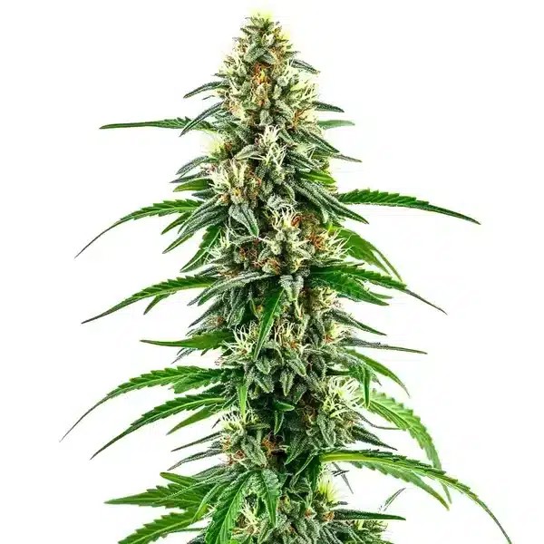 Diesel Regular-image