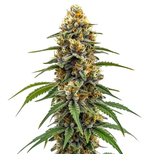 Durban Poison Fast Version-image