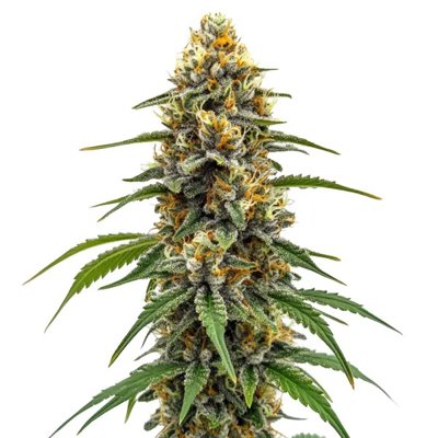 Durban Poison Fast Version
