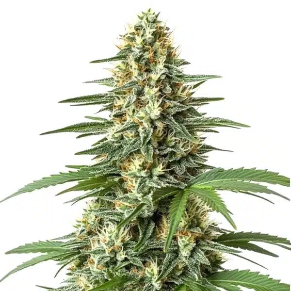 Durban Poison Regular-image