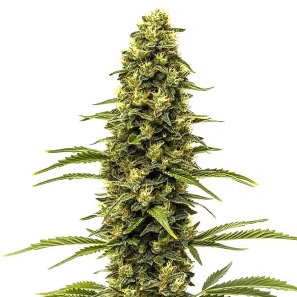 Early Skunk-image