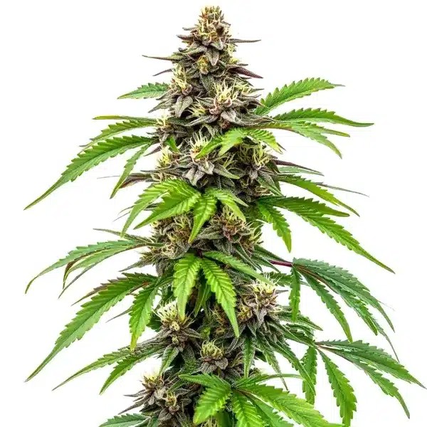 Early Skunk Fast Version-image