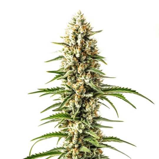 Early Skunk x C99 Fast Version-image