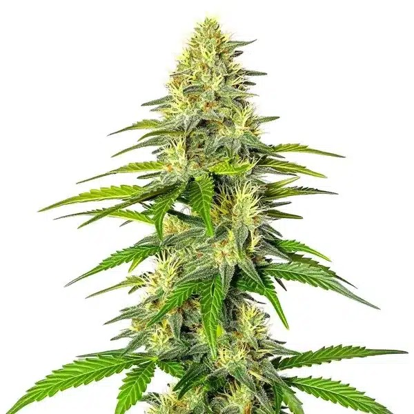Early Skunk x Cinderella 99-image