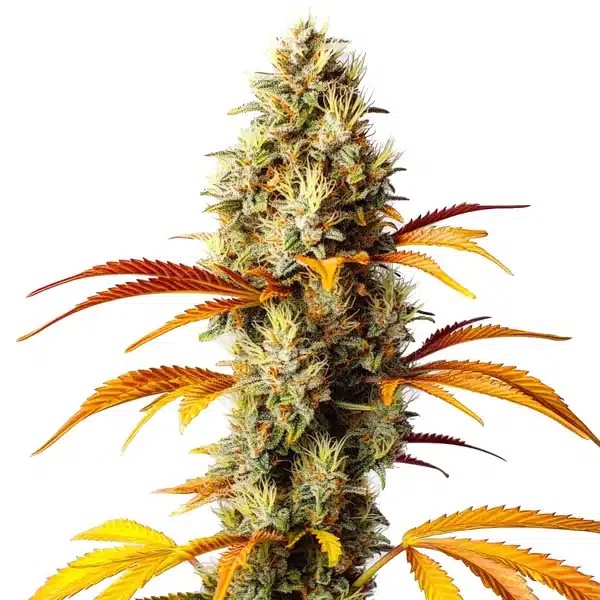 Early Skunk x Northern Lights-image
