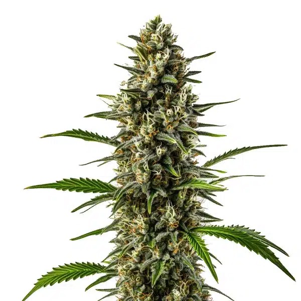 Early Skunk x OG Kush-image