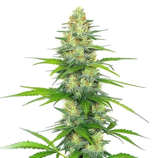 Early Skunk x Rosetta Stone-image