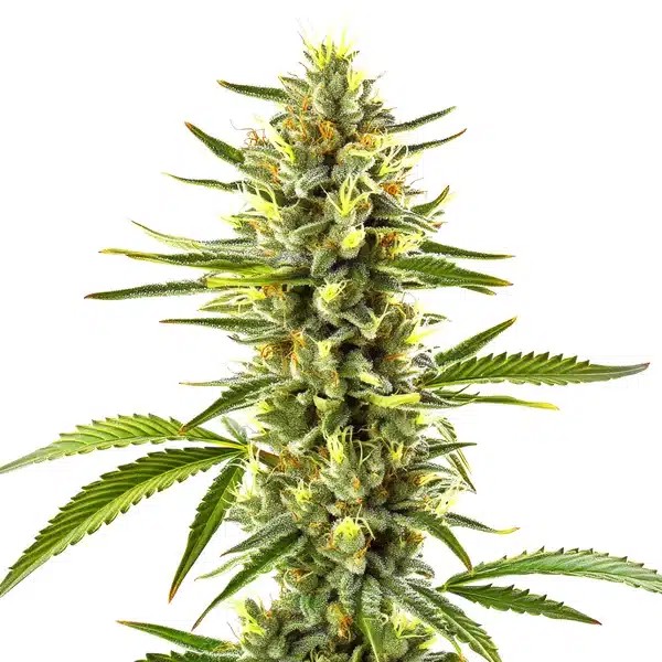 Exodus Cheese-image