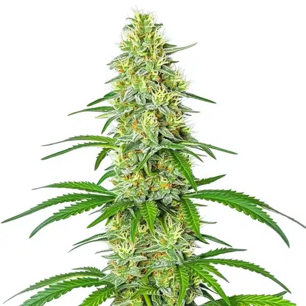 Exodus Cheese x Blue Head Band-image