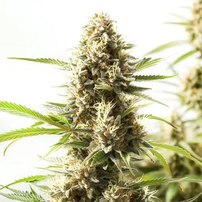 Fire Kush