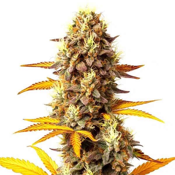 Fire OG-image