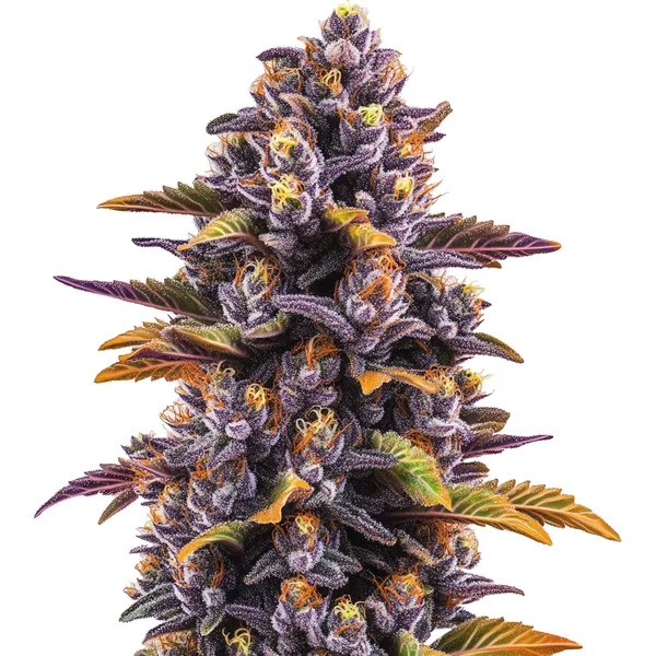 Forbidden Fruit-image