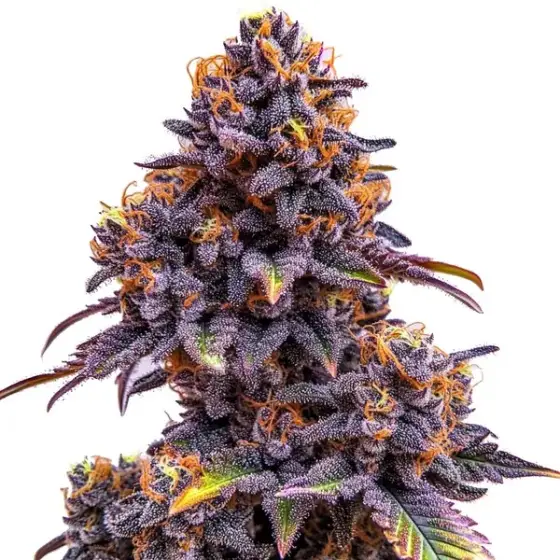 Forbidden Fruit Auto