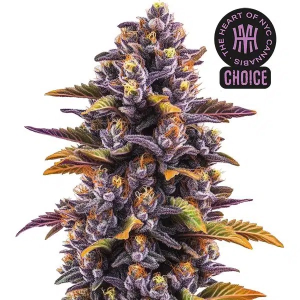 Forbidden Fruit HMC Edition-image
