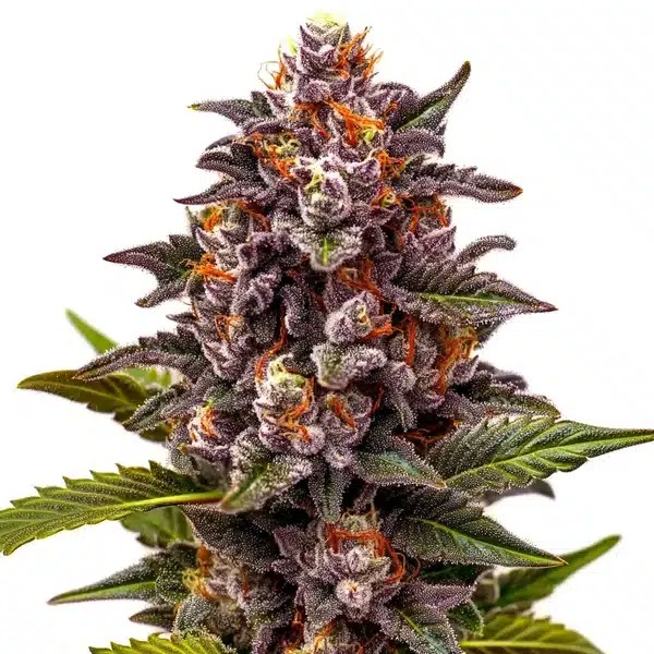 Forbidden Z OG-image