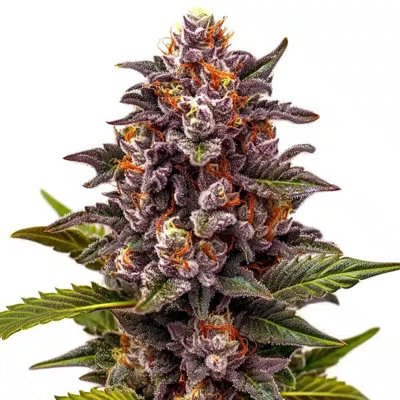 Forbidden Z OG