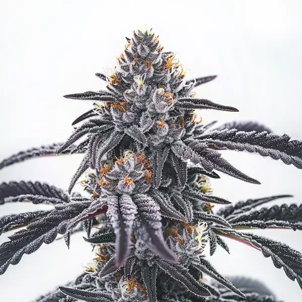 Frosty Blue OG-image