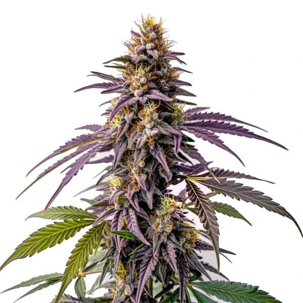Fruity Pebbles-image