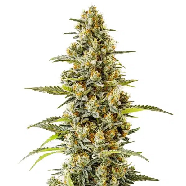G13-image