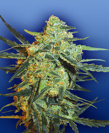 blueberry-skunk-image