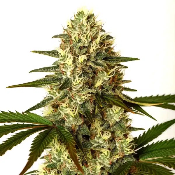 G13 x Nebula-image