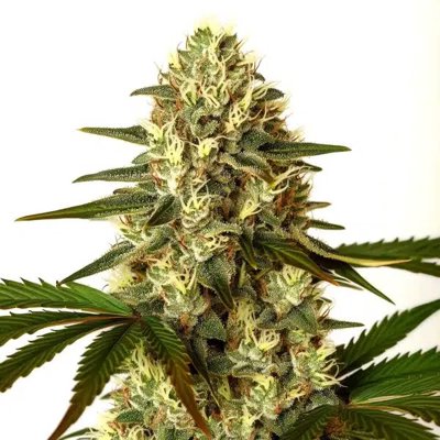 G13 x Nebula