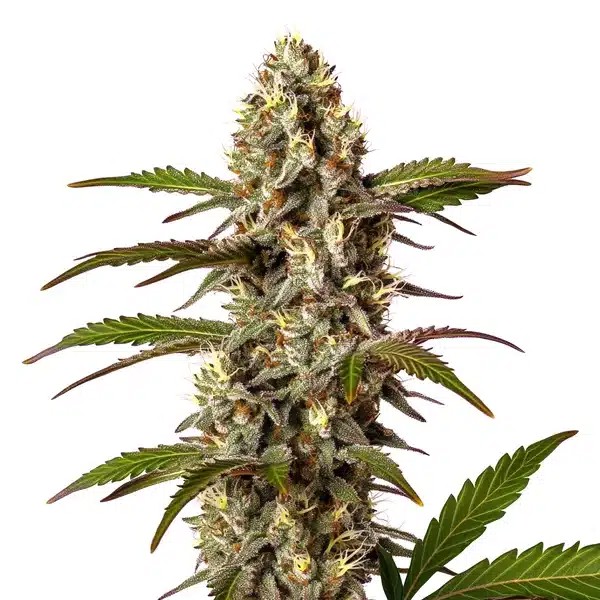 G13 x OG Kush-image