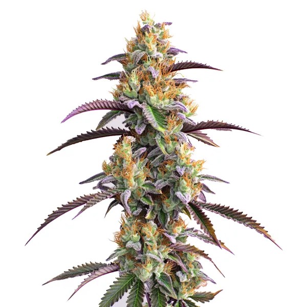Gator Breath-image