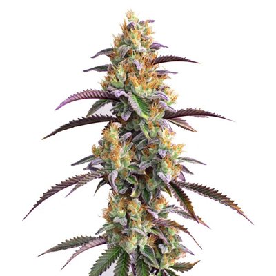 Gator Breath