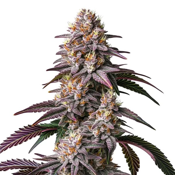 Gelato 41-image