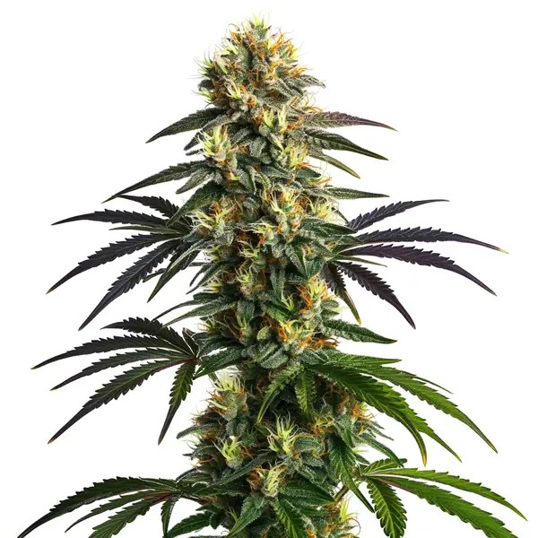 Gelato FBV-image