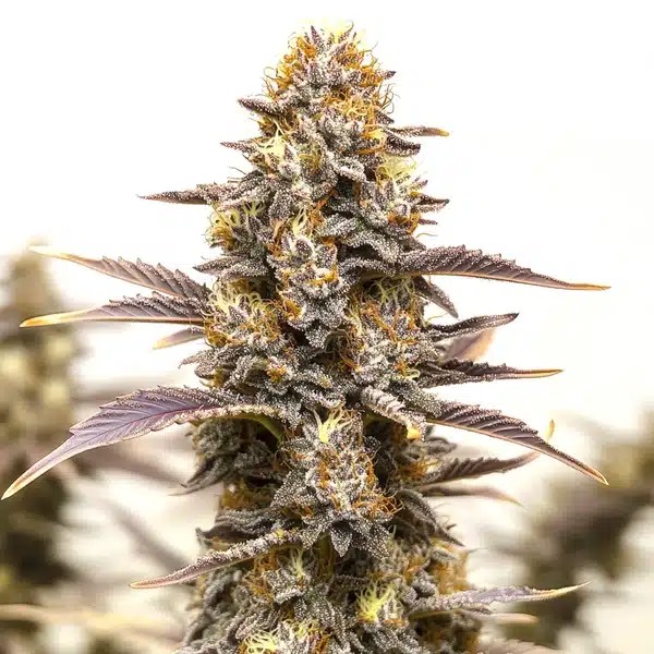 Gelato x Face OFF-image