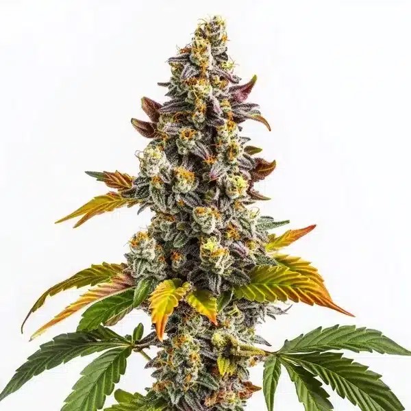 Gelato x GG-image
