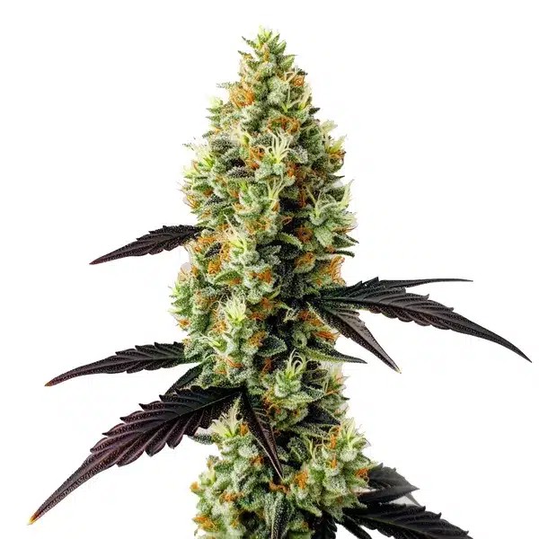 Gelato x Girl Scout Cookies-image