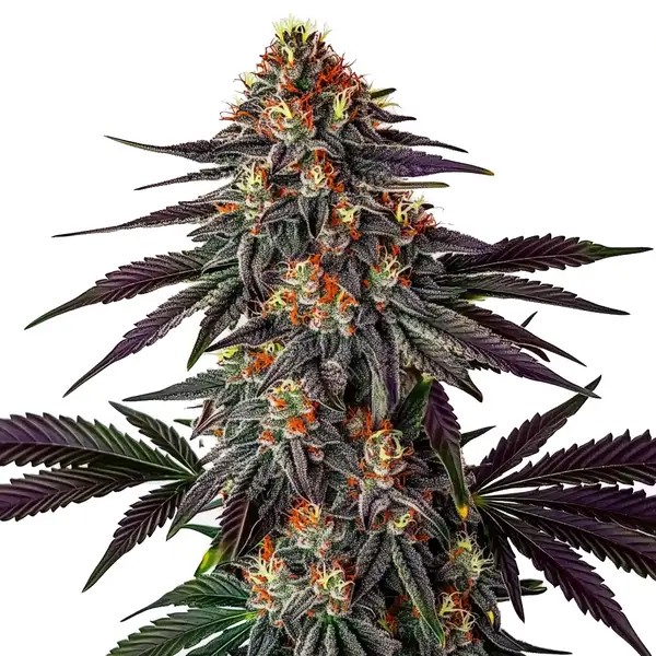 Gelato x Honey Drop-image