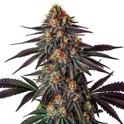 Gelato x Honey Drop