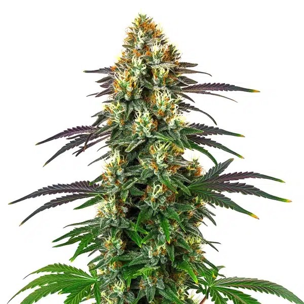 Gelato x Kosher Kush-image