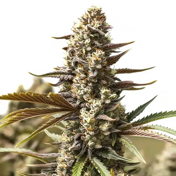 Gelato x London Pound Cake-image