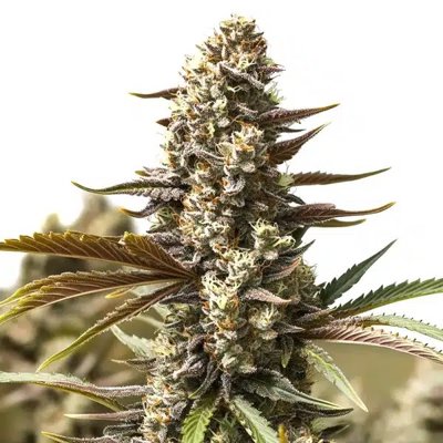 Gelato x London Pound Cake