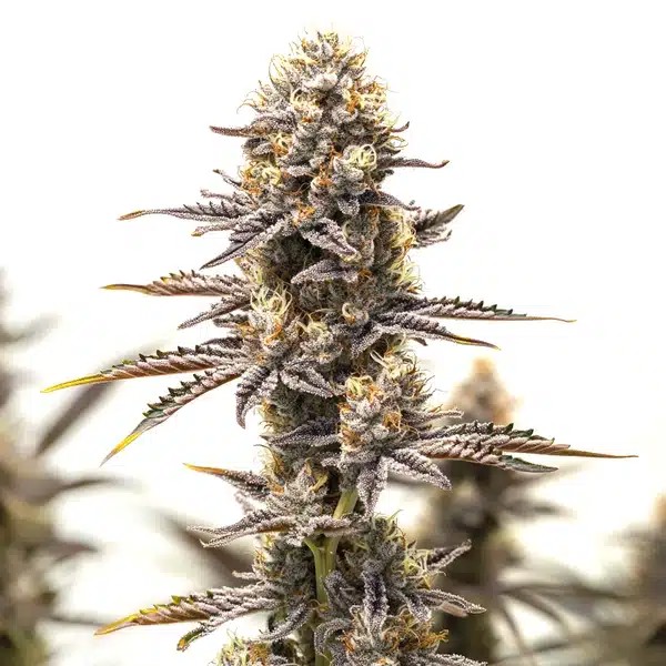 Gelato x Rosetta Stone-image