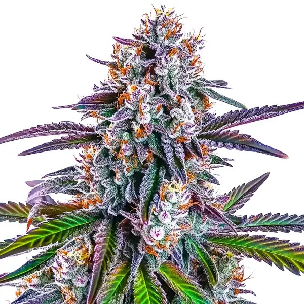 GG Purple-image