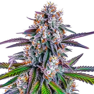 GG Purple