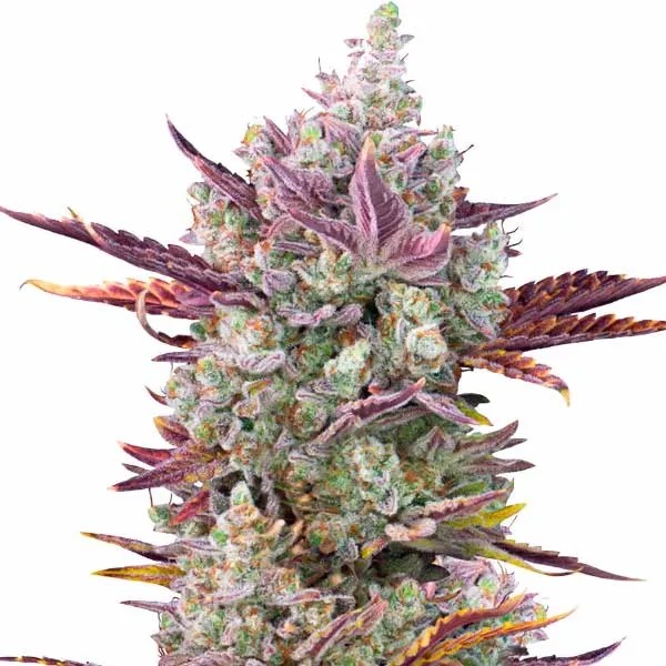 GG x Girl Scout Cookies-image