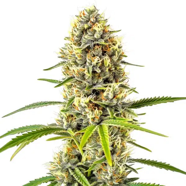 GG x Grapefruit Regular-image