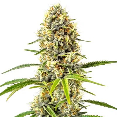 GG x Grapefruit Regular