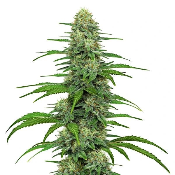 GG4-image