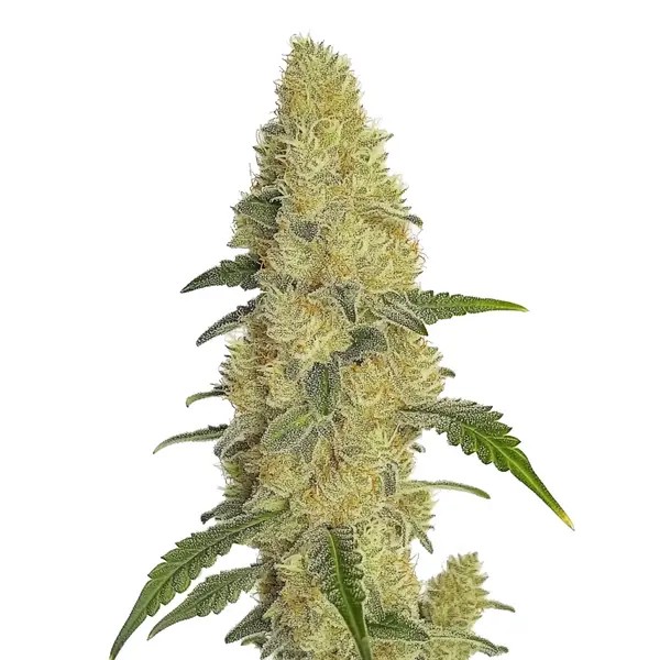 GG4 Fast Version-image