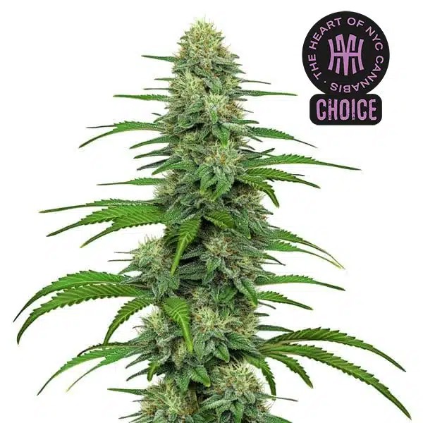 GG4 HMC Edition-image