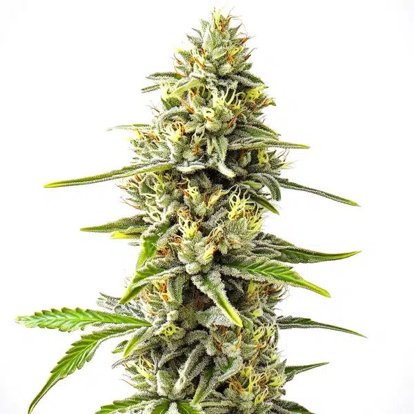 GG4 x Pellezino Regular-image