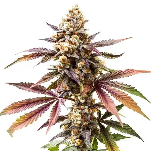 GG4 x Z OG-image